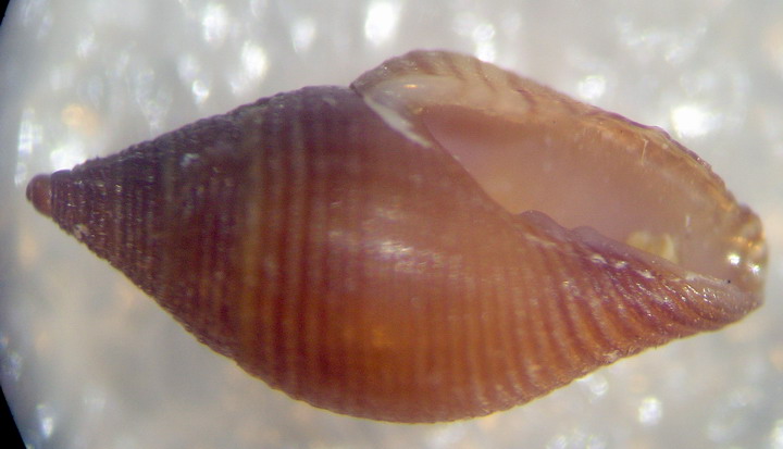 Mitromorpha mediterranea